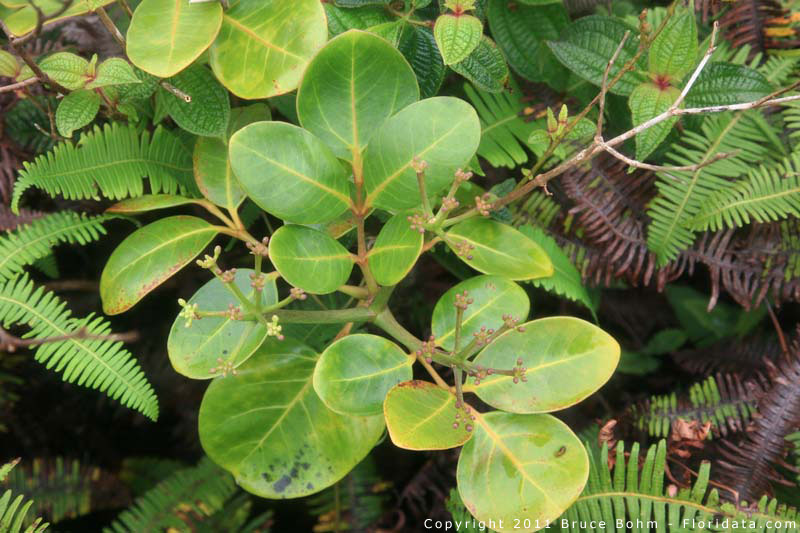 Polyscias racemosa