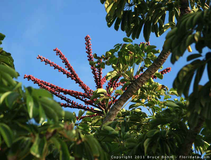 Schefflera