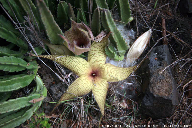 Stapelia