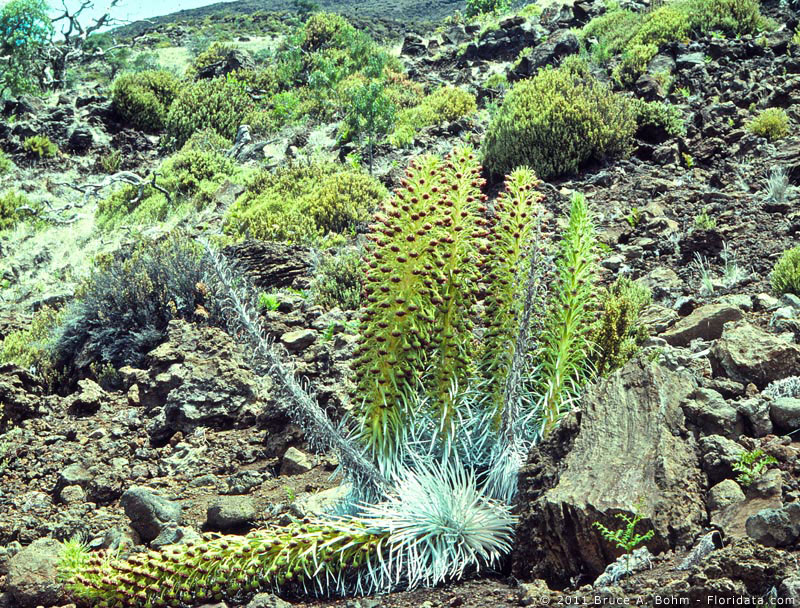 silversword