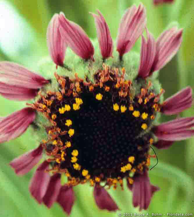 Flowering Plants of Hawaii