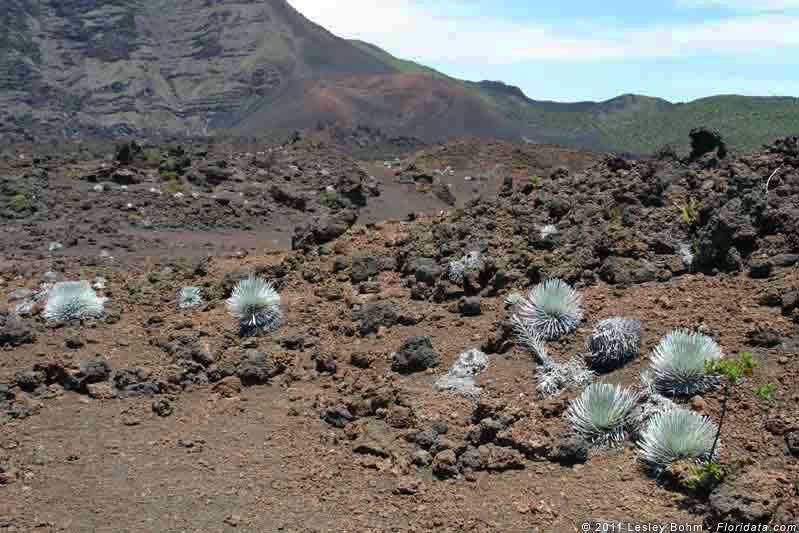 silversword