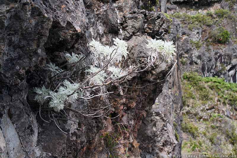 Artemisia mauiensis