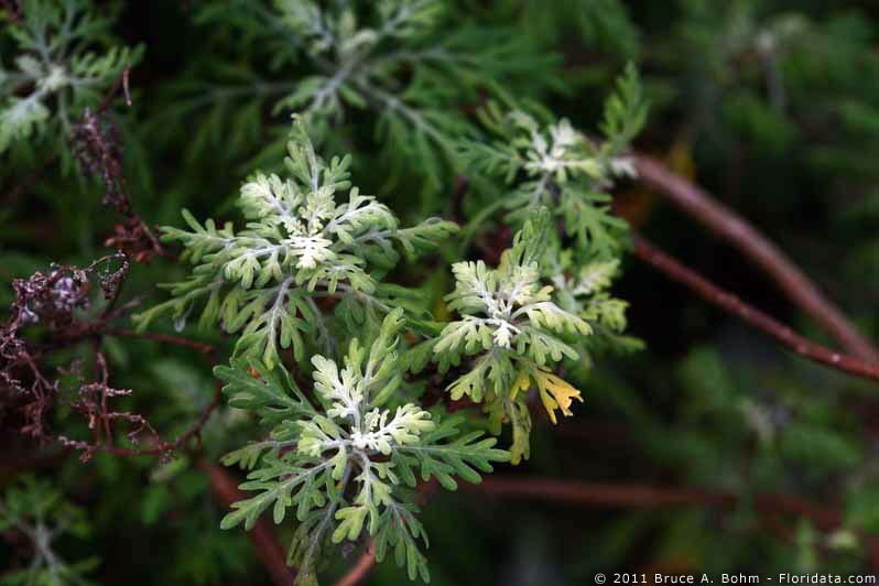 Artemisia kauaiensis