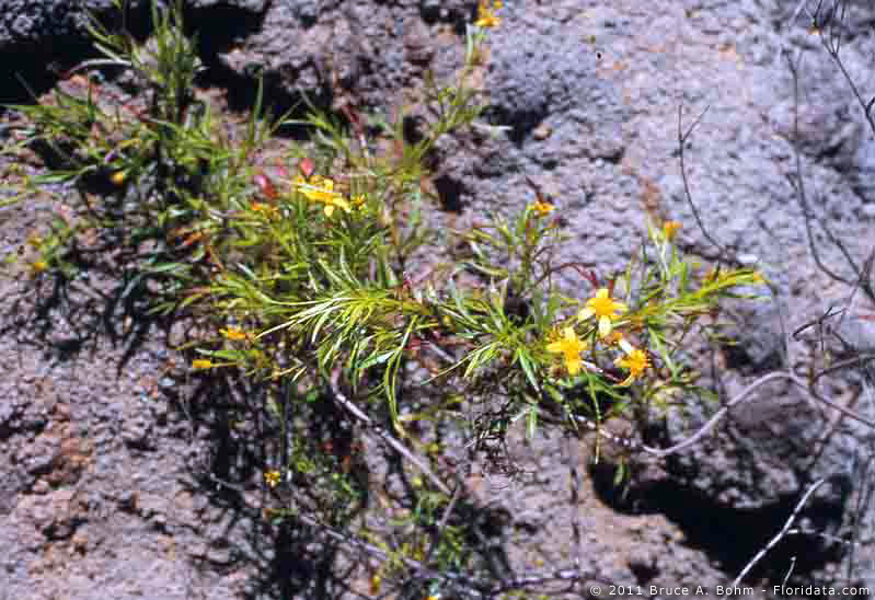 Bidens sandvicensis