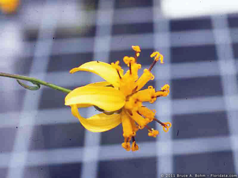 Bidens campylotheca