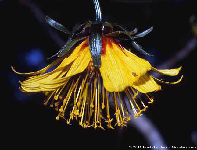 Bidens cosmoides