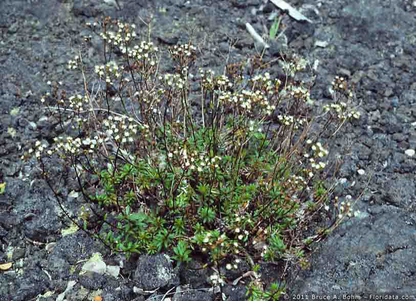 Dubautia scabra