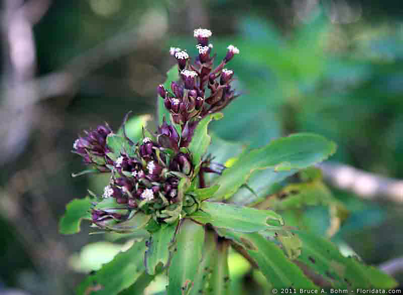 Dubautia raillardioides