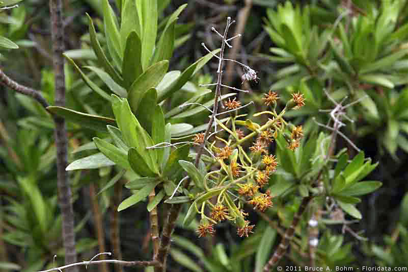 Dubautia arborea