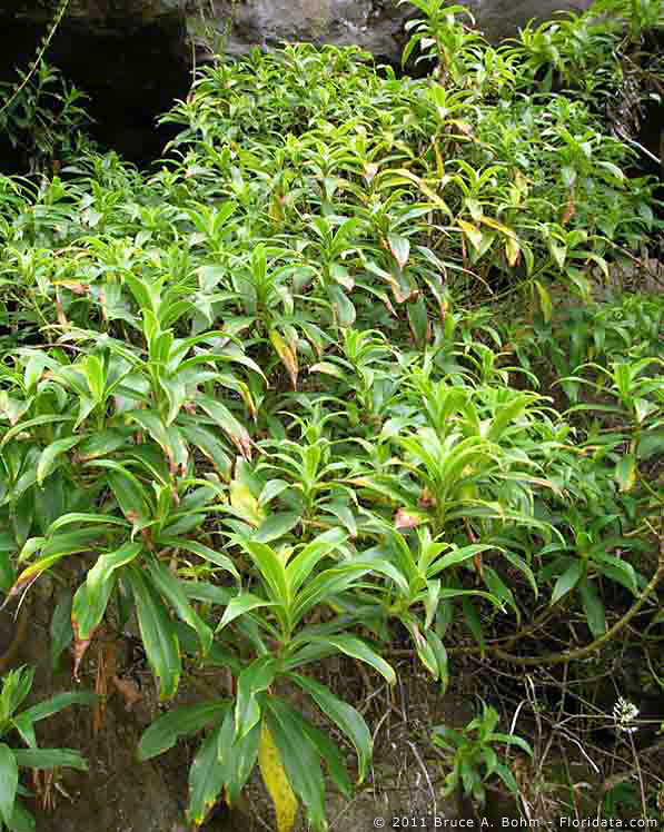 Dubautia plantaginea