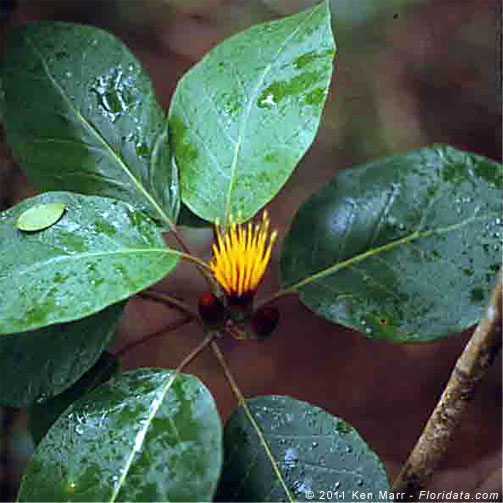 Hesperomannia arbuscula
