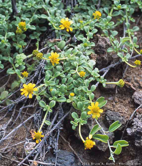 Lipochaeta integrifolia