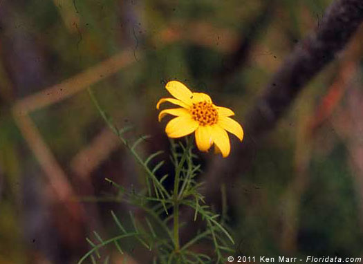 Lipochaeta tenuifolia