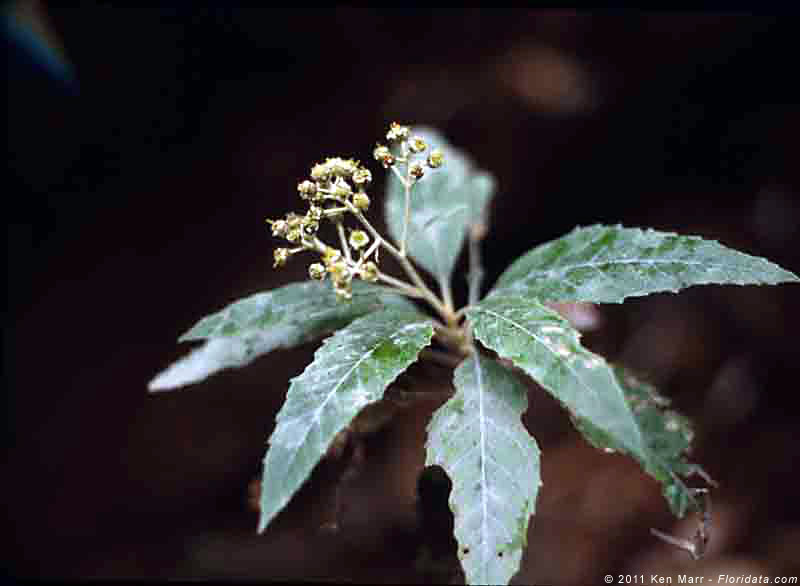 Remya kauaiensis