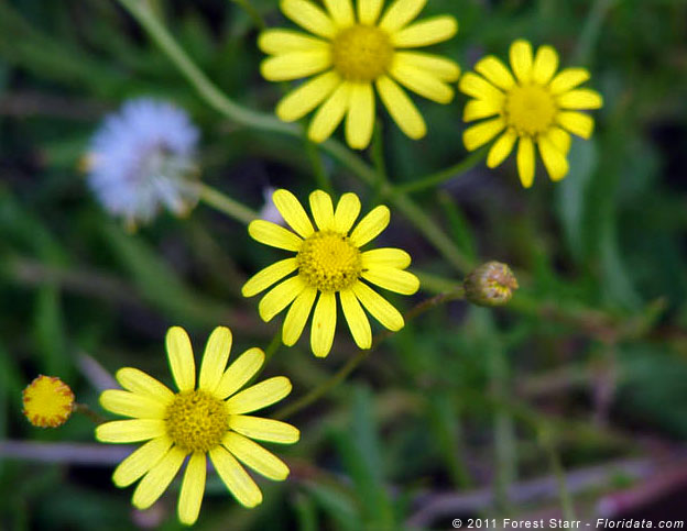 Senecio madagascariensis