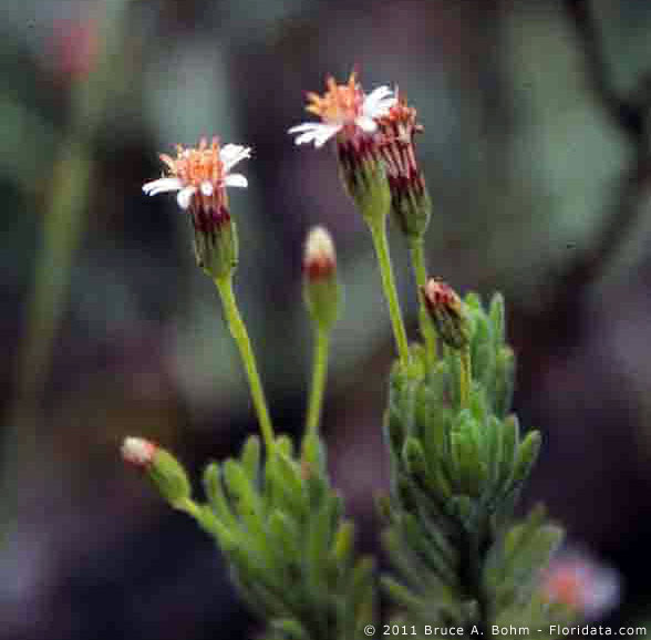 Tetramolopium humile