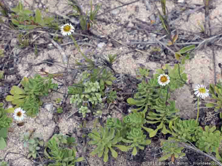 Tetramolopium rockii