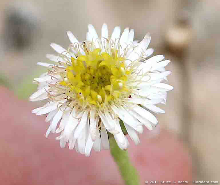 Tetramolopium rockii