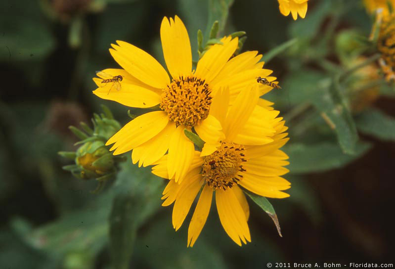 Verbesina encelioides