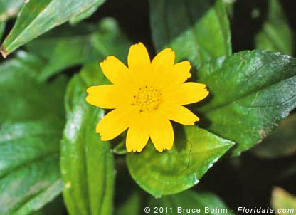 Wedelia trilobata