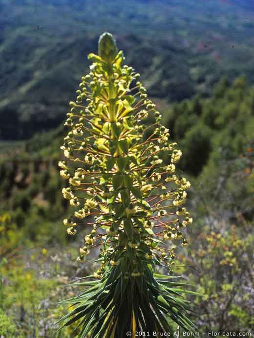 Wilkesia