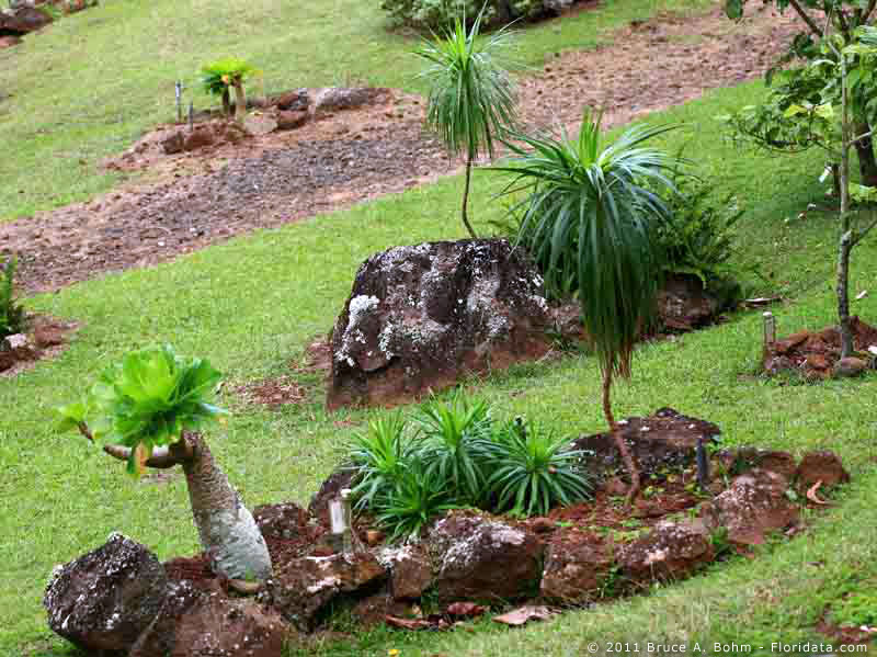 Wilkesia