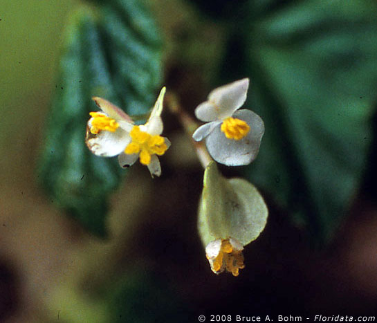 begonia