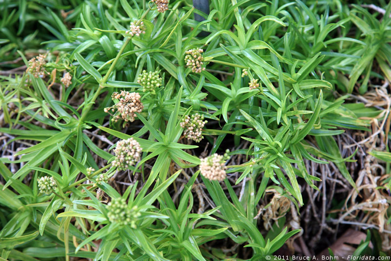 Schiedea globosa