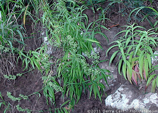 Schiedea kealiae