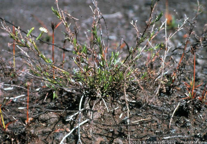 Silene hawaiiensis
