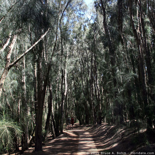 Casuarina