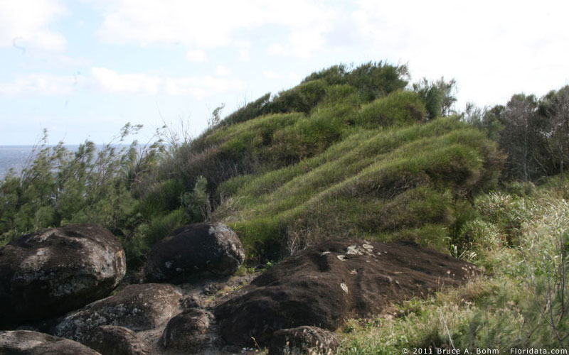 Casuarina