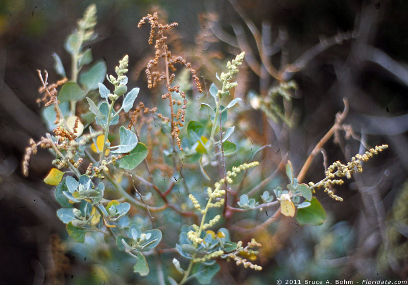 Chenoposium oahuense