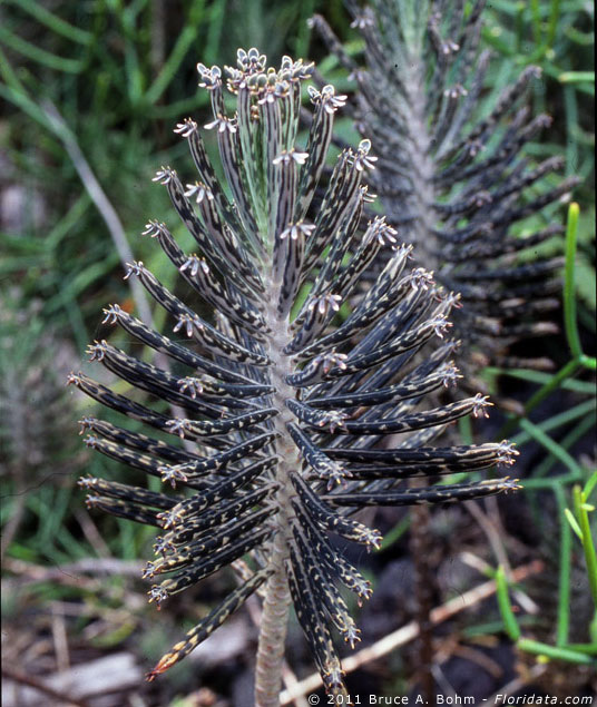 Kalanchoë tubiflora