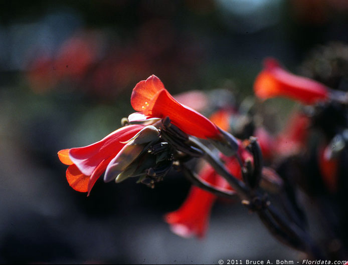 Kalanchoë tubiflora