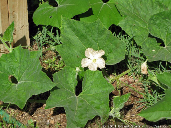 Lagenifera siceraria