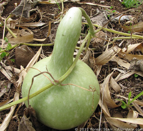 Lagenifera siceraria
