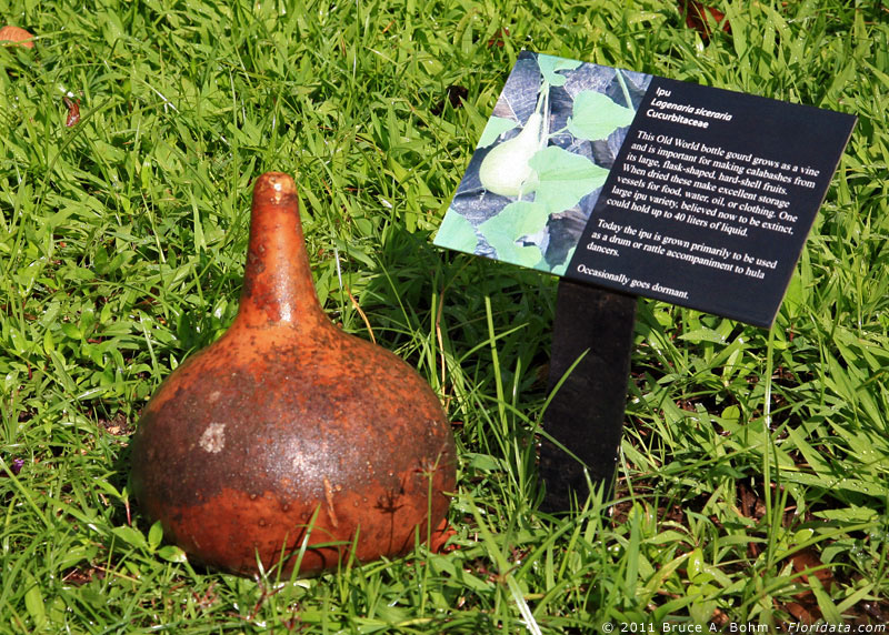 Lagenifera siceraria