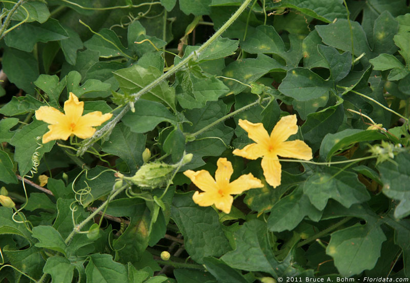 Momordica charantia var. abbreviata