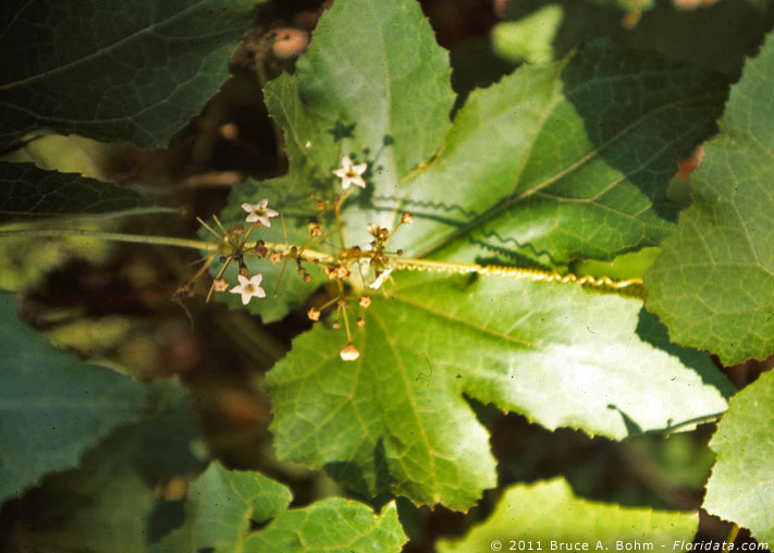 Sicyos macrophyllus