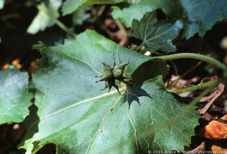 Sicyos macrophyllus
