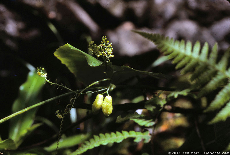 Sicyos cucumerinus