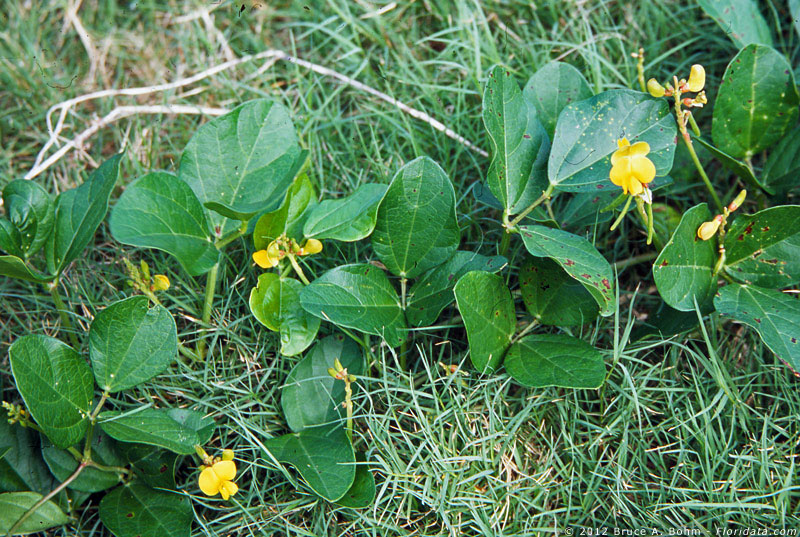 Canavalia cathartica