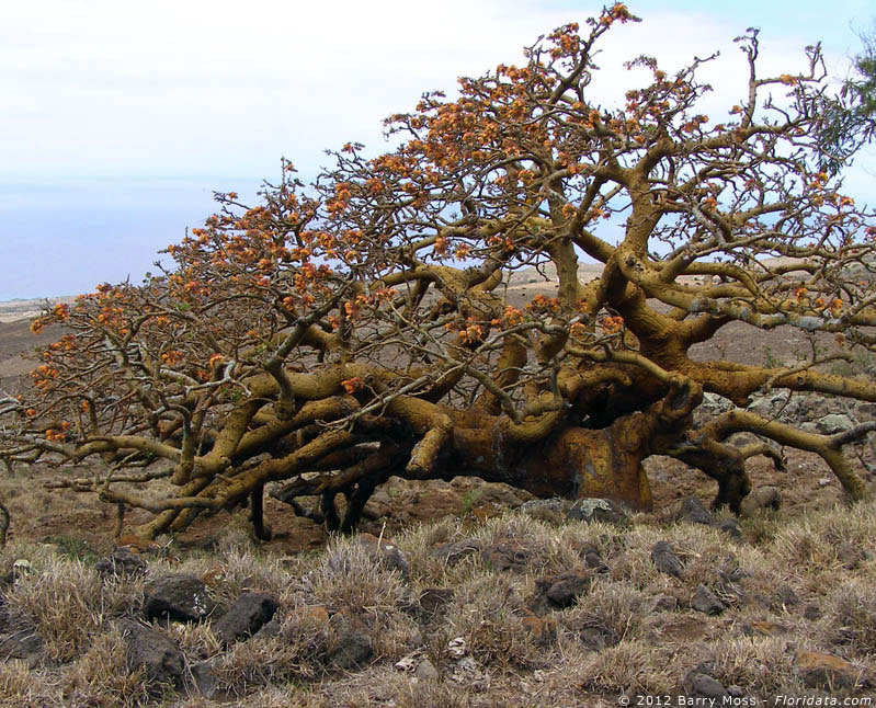Erythrina sandwicensis
