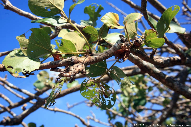 Erythrina infested leaves