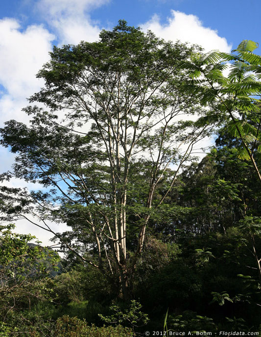 Paraserianthes falcataria