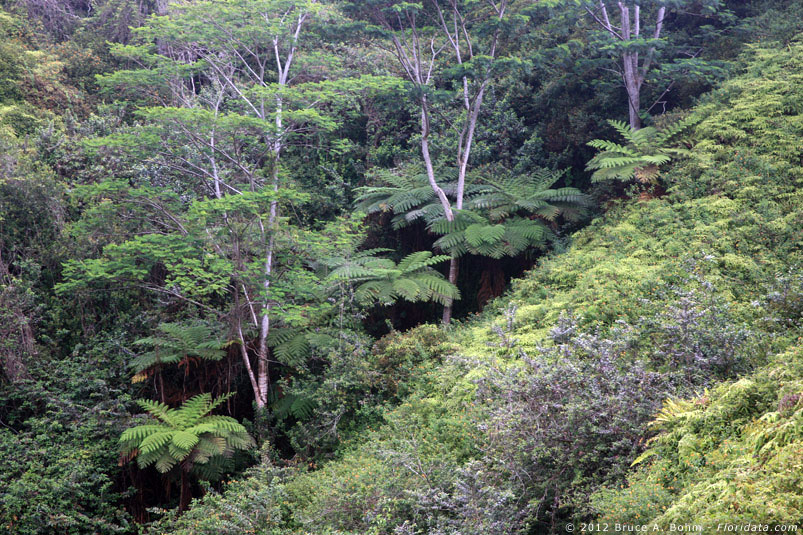 Paraserianthes falcataria