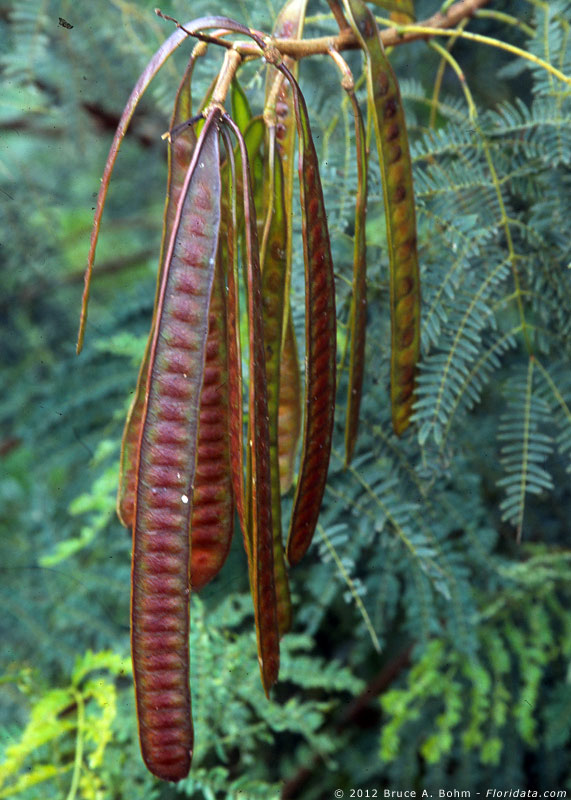 Prosopis pallida