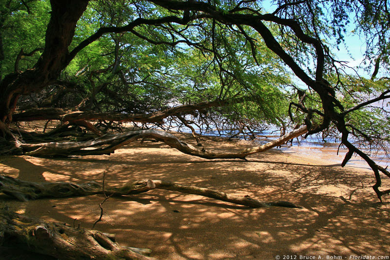 Prosopis pallida